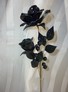 Rose schwarz exclusiv